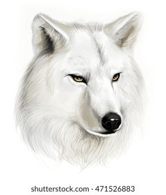 Portrait Of Realistic White Wolf On The White Background. 