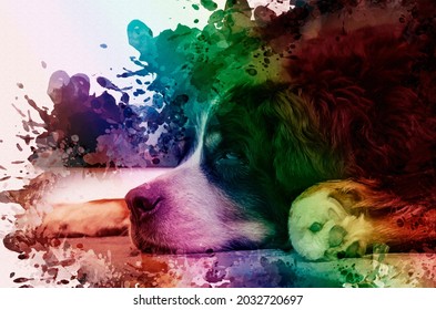 Portrait Of A Recumbent Bernese Mountain Dog. Old Pet With Half-closed Eyes. Older Animal. Rainbow Bridge Concept.  Digital Watercolor Painting