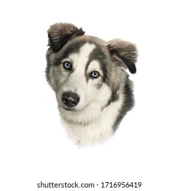 Portrait Of Siberian Husky Dog With Blue Eyes Isolated On White Background. Alaskan Klee Kai. Animal Art Collection: Dogs. Hand Painted Illustration Of Pets. Design Template. Good For Print T Shirt