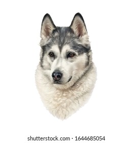 Portrait Of Siberian Husky Isolated On White Background, Alaskan Klee Kai. Wolf Dog. Dog Is Man's Best Friend. Watercolor Animal Art Collection: Dogs. Hand Painted Illustration Of Pet. Good For Tshirt