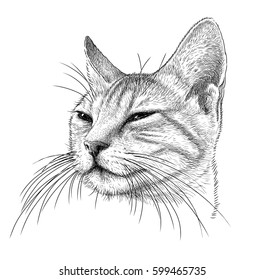 Portrait Of A Sly Cat