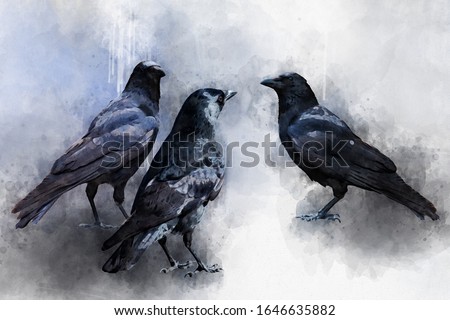 Portrait of three Crow birds, watercolor painting. Bird illustration.