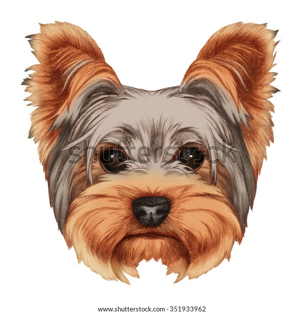 Portrait Yorkshire Terrier Dog Handdrawn Illustration Stock ...