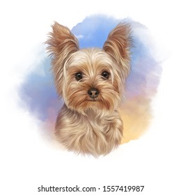 Portrait of Yorkshire Terrier on watercolor background. Lap dog. Front view. Cute puppy. Hand drawn illustration. Animal art collection: Dogs. Good for print T-shirt, cover. Art background for design