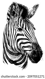 Portrait Of Zebra Head. Black And White