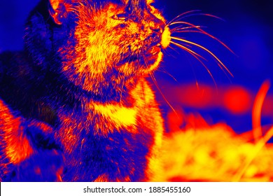 Portraits Of Cat. Scanning The Animal's Body Temperature With A Thermal Imager