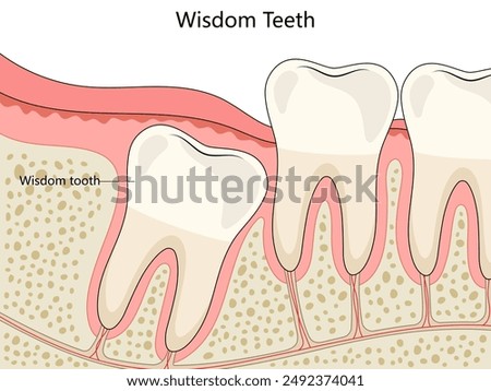 position and structure of wisdom teeth in the human jaw structure diagram hand drawn schematic raster illustration. Medical science educational illustration