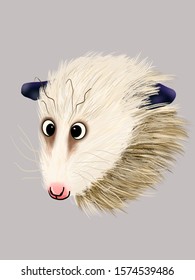 Possum Silly Animal Funny Fluffy 