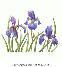Postcard, template, frame with beautiful blue flowers of Iris sibirica (Siberian iris or Siberian flag). Watercolor hand drawn illustration isolated on white background