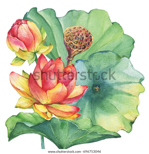 ポスター ピンクのインドのハスの花と葉 種頭 つぼみ 白い背景に水彩手描きのイラスト のイラスト素材
