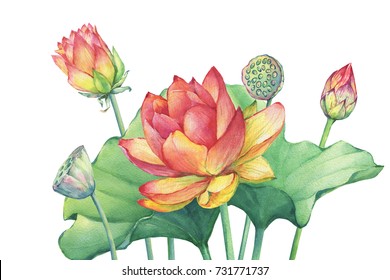 Poster, Composition Of Pink Indian Lotus (water Lily) Flower With Leaves, Seed Head, Bud. Watercolor Hand Drawn Painting Illustration Isolated On White Background.