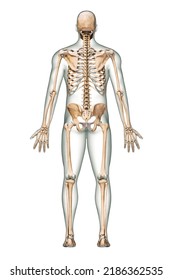 Posterior Back View Accurate Human Skeletal Stock Illustration ...