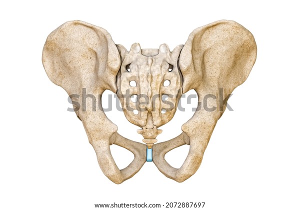 Posterior Back View Human Male Pelvis Stock Illustration 2072887697