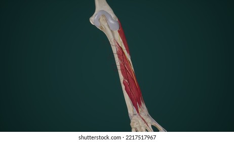 Posterior Interosseous Artery And Radial Nerve In Posterior Forearm.3d Rendering