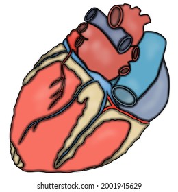 Posterior Surface Of The Human Heart Images Back View Image - With a View of Ventricles, Atrium, Superior Vena Cava, Inferior Vena Cava, Arch of Aorta, Right Pulmonary Vessels  Left Pulmonary Vessels
