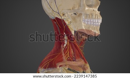 Posterior Triangle of The Neck.3d rendering
