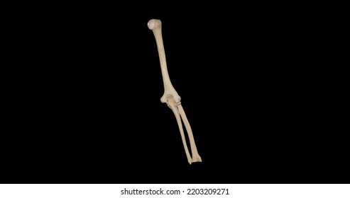 Posterior View Bones Right Arm Forearm Stock Illustration 2203209271 ...