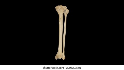 Posterior View Of Bones Of Right Leg,3D Rendering