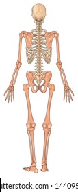 Posterior View Human Skeletal System Stock Illustration 14409541 ...