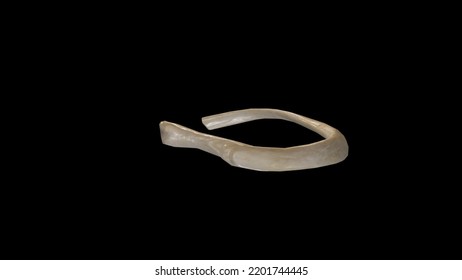 Posterior View Right Second Rib3d Rendering Stock Illustration ...