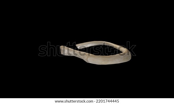 Posterior View Right Second Rib3d Rendering Stock Illustration ...