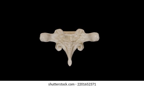 Posterior View Of Second Thoracic Vertebra (T2),3D Rendering