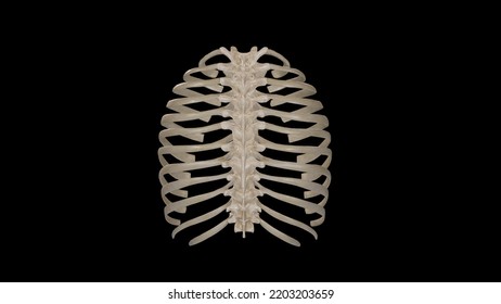 Posterior View Of Thoracic Cage,3D Rendering