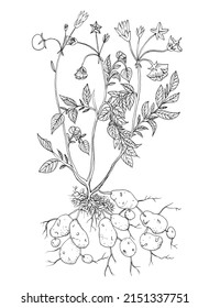 Potato Plant Leaves Tubers Flower Sketch Stock Illustration 2151337751 ...