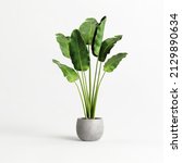 Potted banana plant isolated on white background 3d illustration