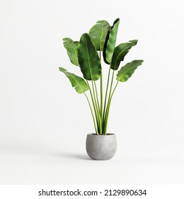 Potted Banana Plant Isolated On White Background 3d Illustration