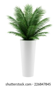 Potted Palm Tree Isolated On White Background