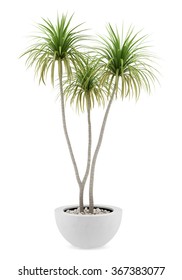 Potted Palm Tree Isolated On White Background