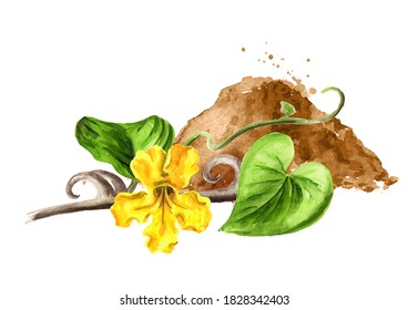 Powder From Medicinal Plant Cats Claw Or Uncaria Tomentosa With Stem And Flower, Watercolor Hand Drawn Illustration Isolated On White Background