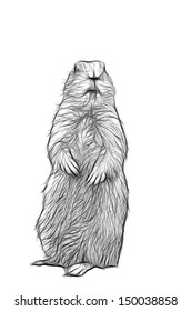 Prairie Dog Illustration Pencil