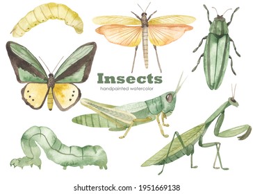 Praying Mantis, Green Grasshopper, Grasshopper With Wings, Green Butterfly, Caterpillars. Watercolor Hand Drawn Clipart. Realistic Insects