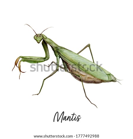 Praying Mantis insect watercolor illustration isolated on white background
