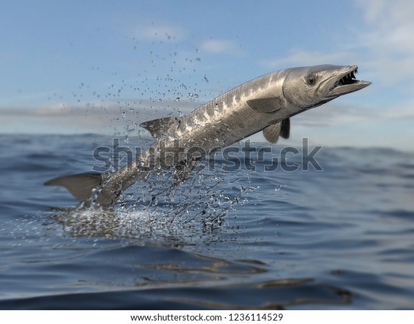 predator-barracuda-fish-jumping-out-water-stock-illustration-1236114529