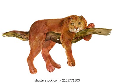 Predator Felinae Watercolor  Hand Painting On Isolated White Background