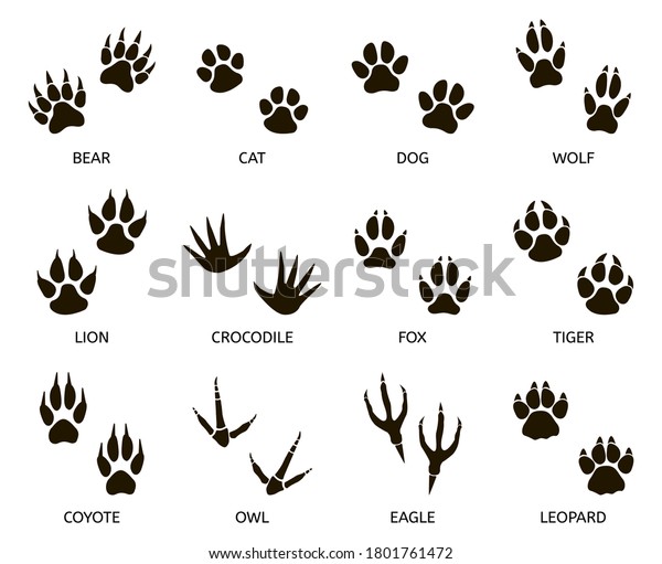 捕食者の足跡 野生動物の足跡 猫 熊 虎 狐 狼の足跡 捕食者の足跡シルエットイラストセット 哺乳類の足跡 動物の痕跡 捕食者の危険性 のイラスト素材