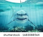 A predator great white shark swimming in the ocean coral reef shallows just below the water line closing in on its victim . 3d rendering with god rays
