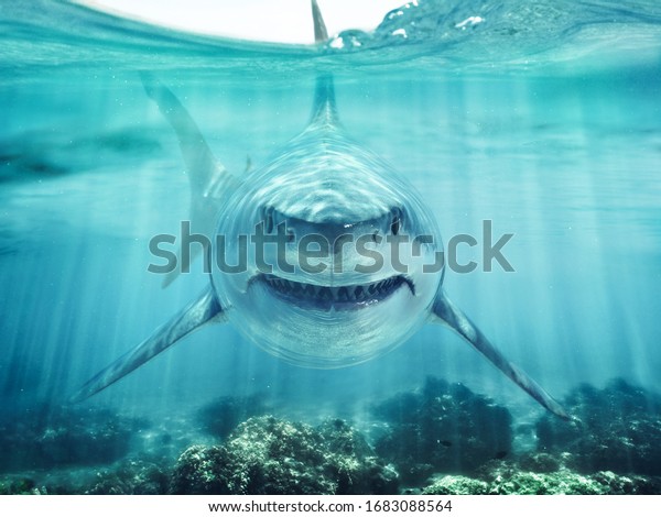 A predator great white shark
swimming in the ocean coral reef shallows just below the water line
closing in on its victim . 3d rendering with god
rays