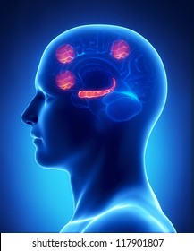 Prefrontal Cortex And A Portion Of Cortex Occipital Of The Intra-parietal Sulcus