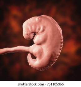 449 Pregnancy week 4 Images, Stock Photos & Vectors | Shutterstock