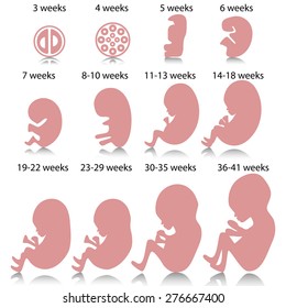 Fetus Stages Images, Stock Photos & Vectors | Shutterstock