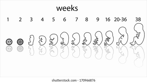 Pregnancy Stages Fetus Development Stock Illustration 170966876