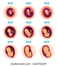 Pregnancy Stages Human Growth Stages Embryo Stock Vector (Royalty Free ...