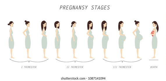 Pregnancy Stages Illustration Beginning Childbirth Stock Illustration ...