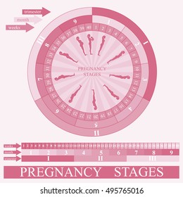 Pregnancy Stages Weeks Months Trimester Vector Stock Illustration ...