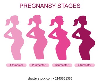 590 Pregnancy stages cartoon Images, Stock Photos & Vectors | Shutterstock