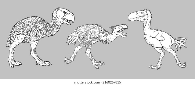 Prehistoric Birds Of Prey. Kelenken, Titanis And Gastornis. Drawing With Extinct Predators Terror Birds.